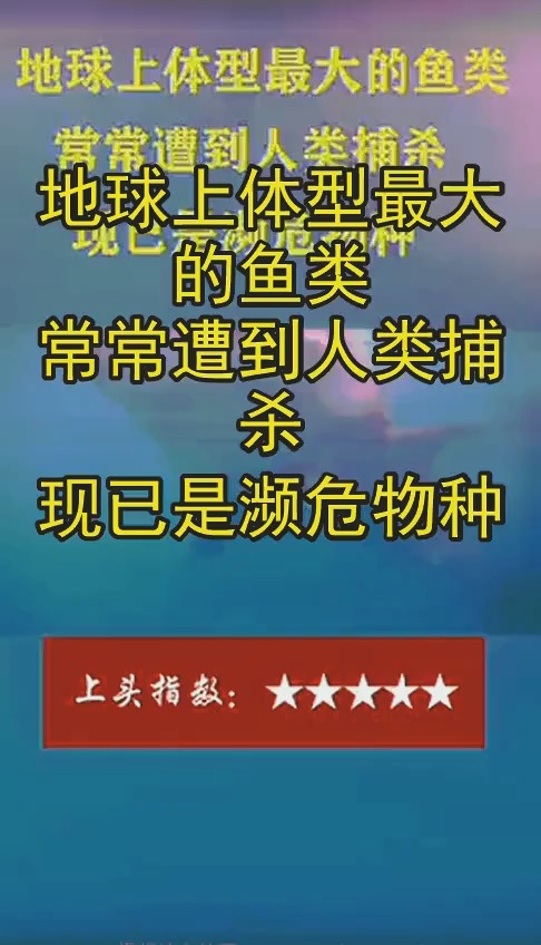 地球上体型最大的鱼类,常常遭到人类捕杀,现已是濒危物种