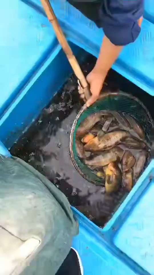 海钓小哥今天真开心 本港海钓六带石斑鱼 