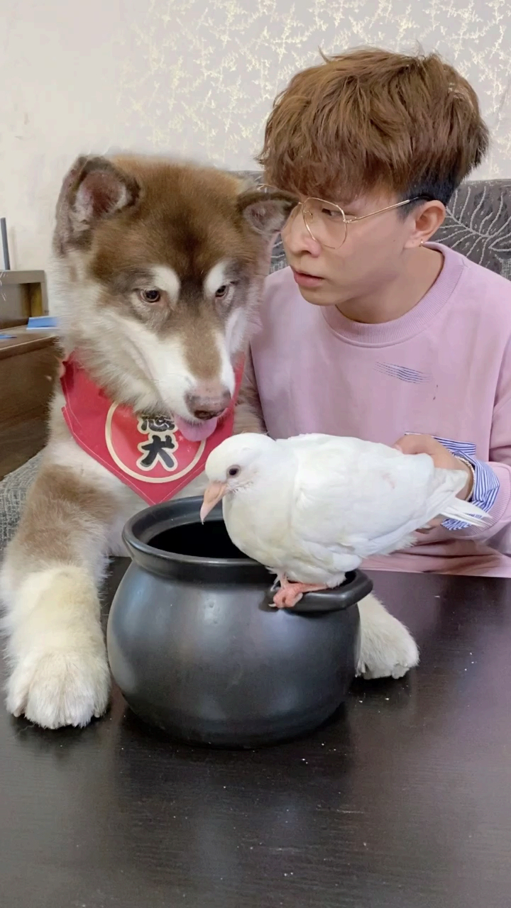 #搞笑段子剧#煮熟的鸽子都飞了