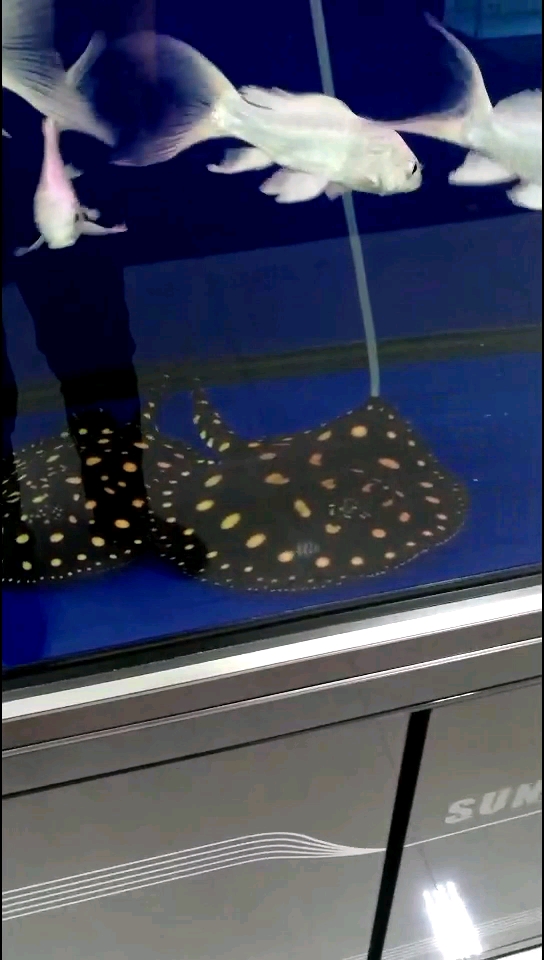 分享视频