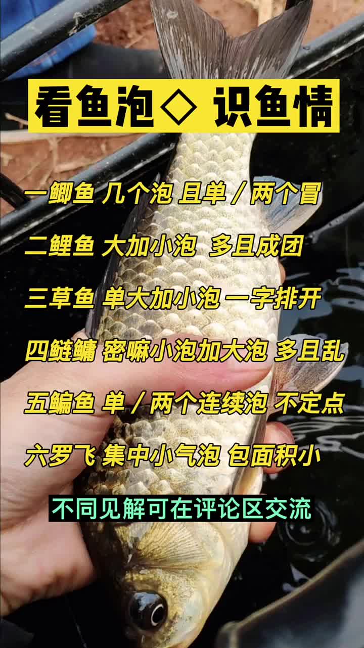 常见的几种鱼的鱼泡识别