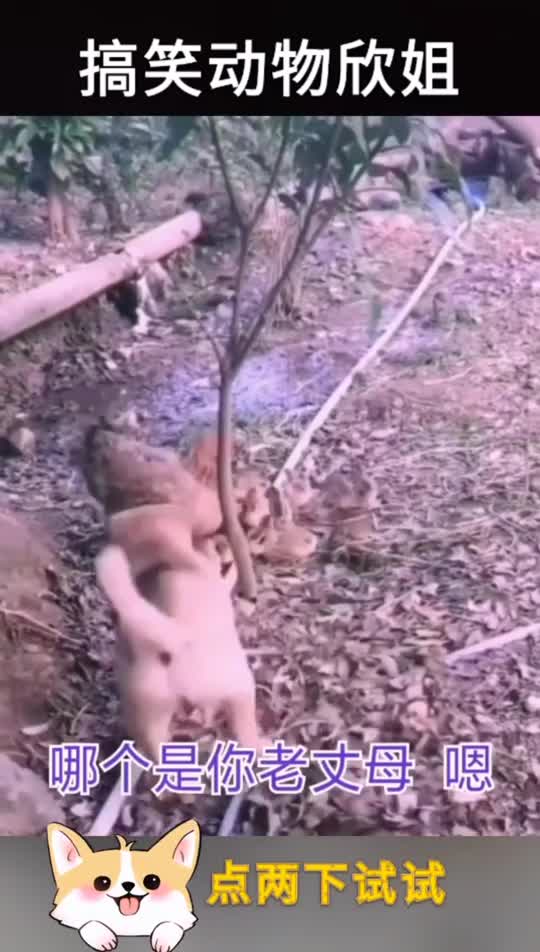当狗狗爱上了母鸡的女儿