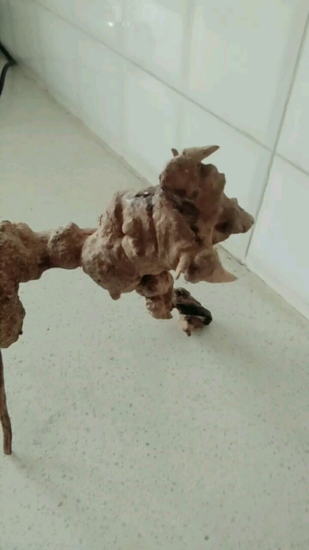 欣赏小根艺 
