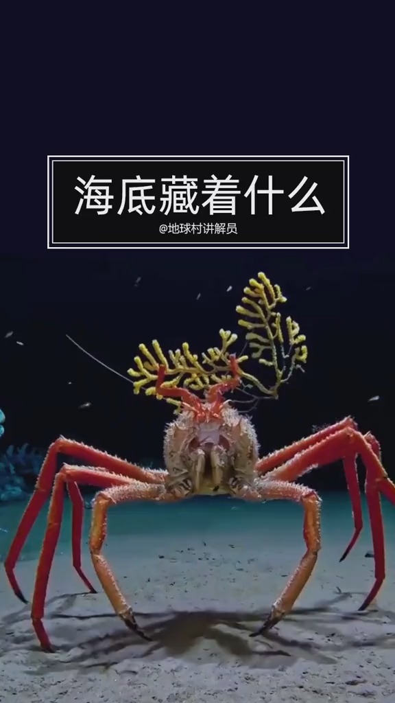 60秒看清海底世界,原来动画片不是骗人的