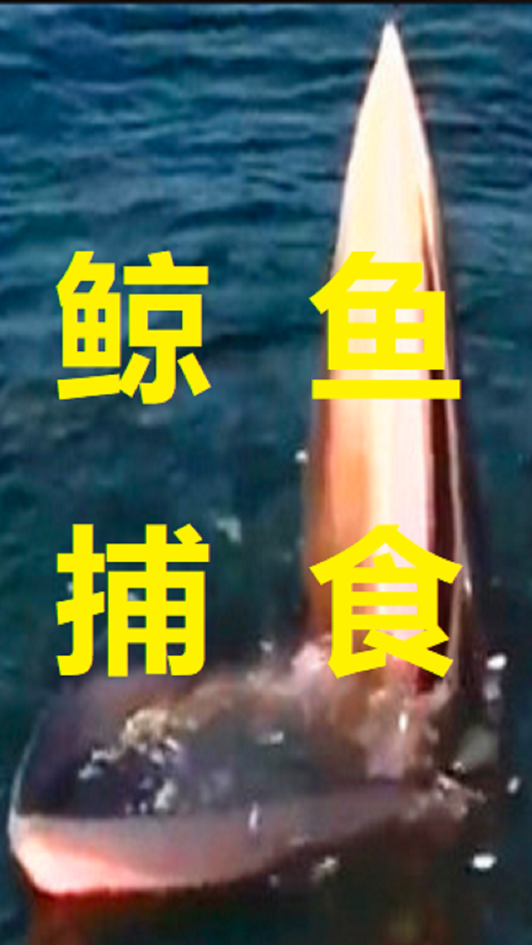 #鲸鱼#布氏鲸是一种主要分布在热带和亚热带海域的大型须鲸,每天需要吃掉180公斤鱼类。