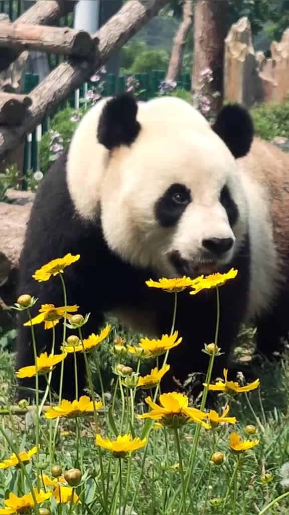 听说横版不足以显示虎宝儿的帅气立刻把竖版安排上是不是还可以当个动态屏保啥的大熊猫金虎熊猫