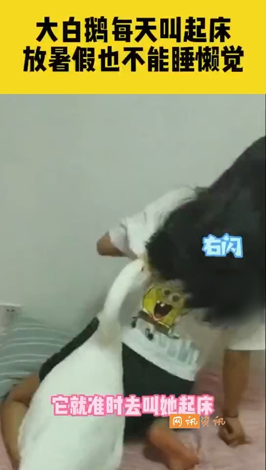 #暑假#大白鹅每天叫孩子起床,暑假也不能睡懒觉