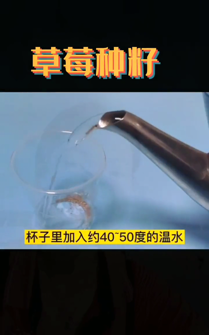 草莓籽怎么种植  