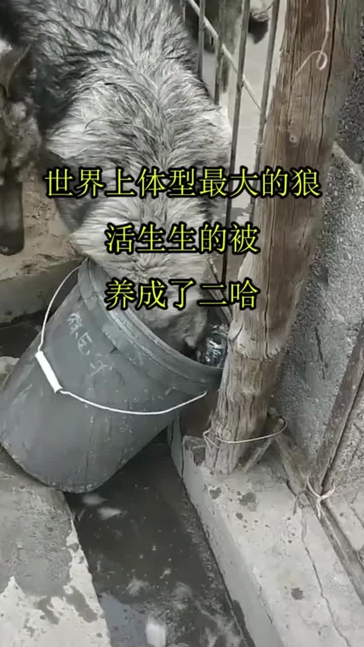 世界上体型最大的狼,活生生的被养成了二哈