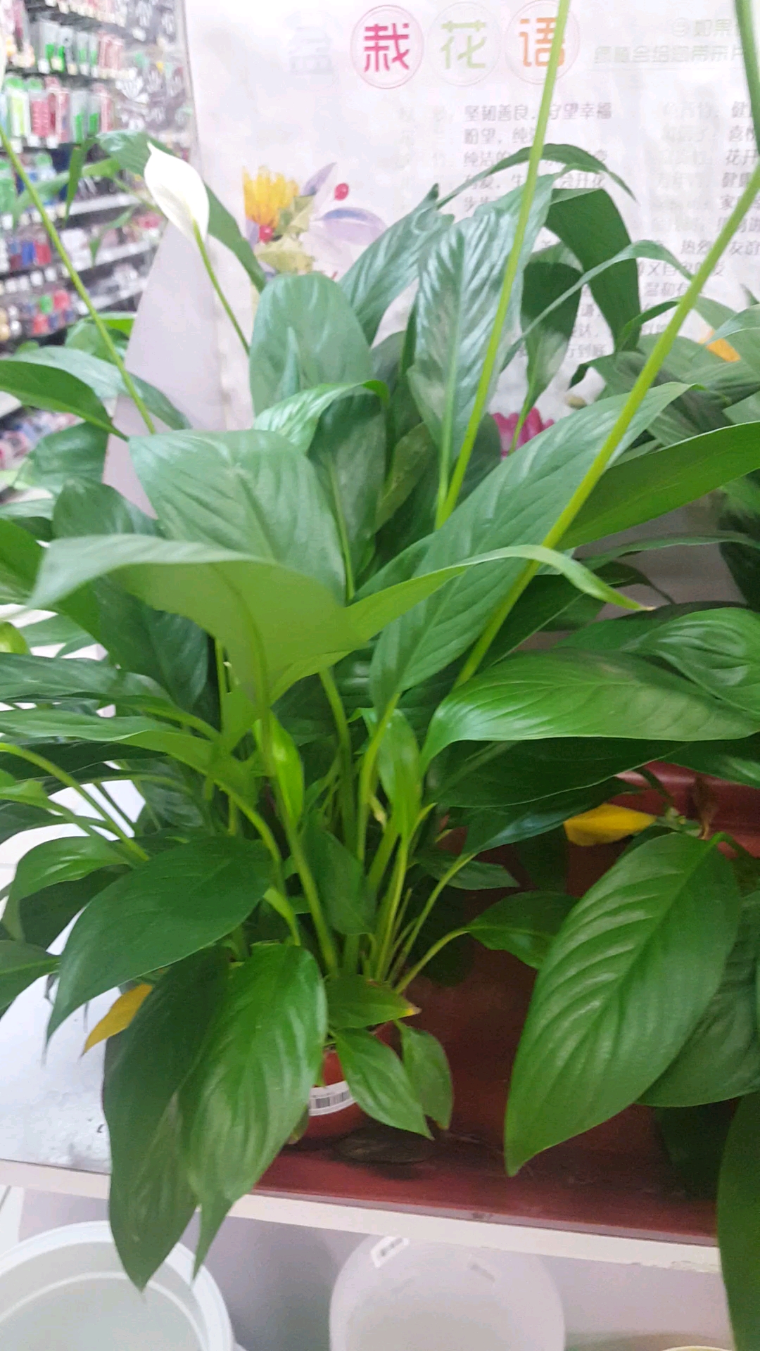 #秀恩爱#六叶花树真好看