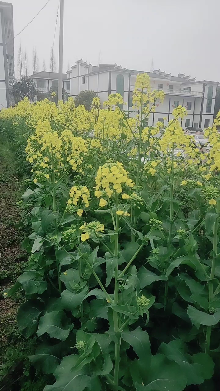 现在就有油菜花的地方,你猜猜是那里?猜对有奖哦。