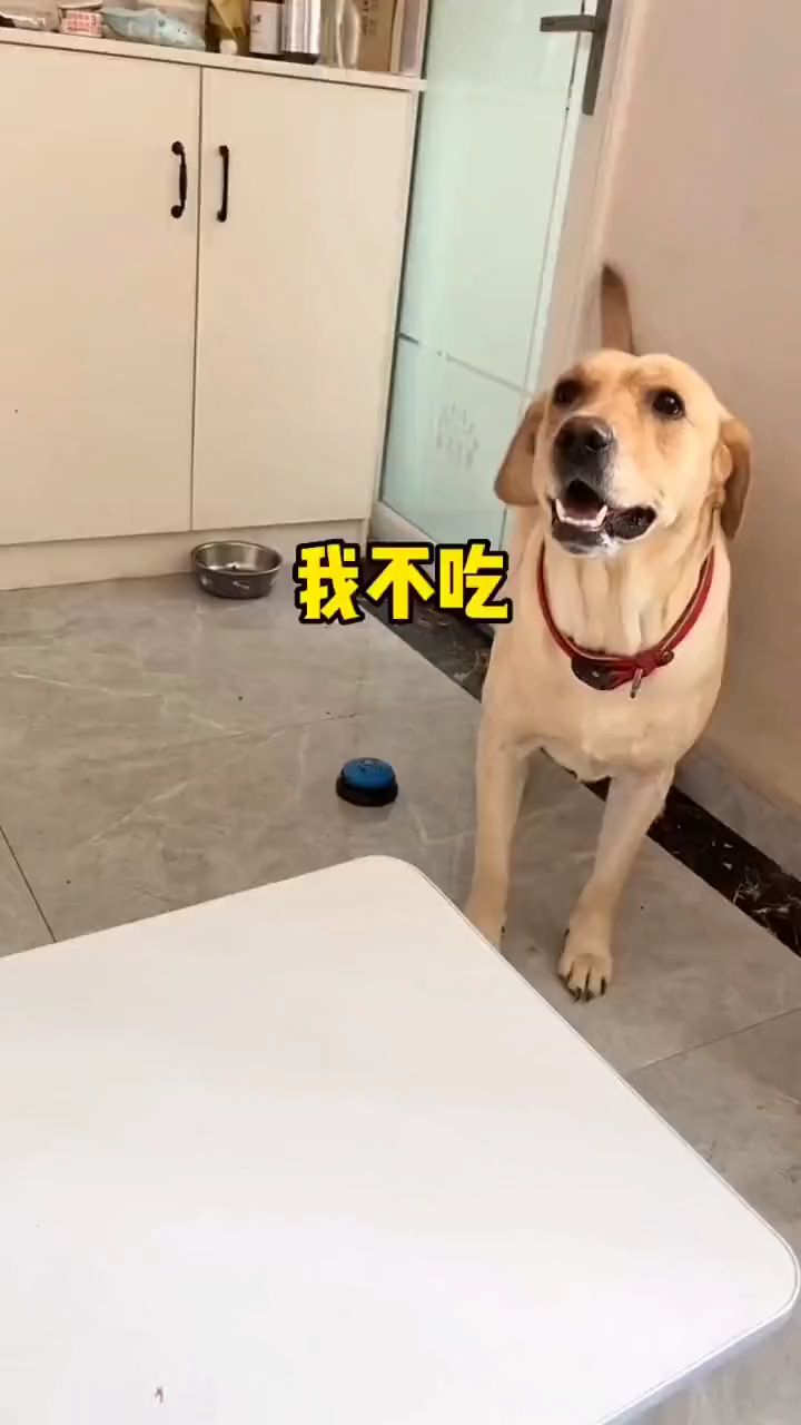 有了牛肉罐头,这个小演员卖力的很