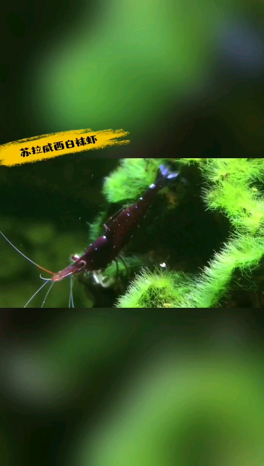 苏拉威西白袜虾