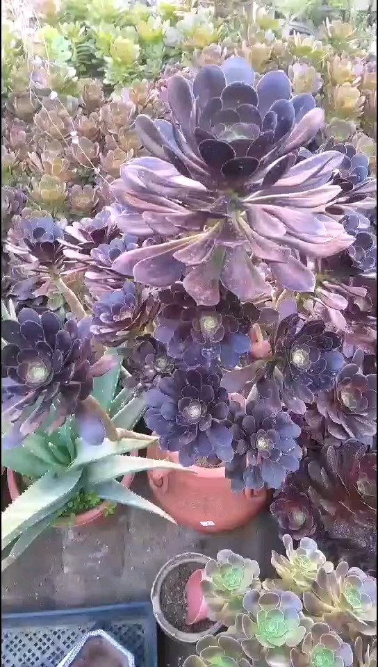 分享视频