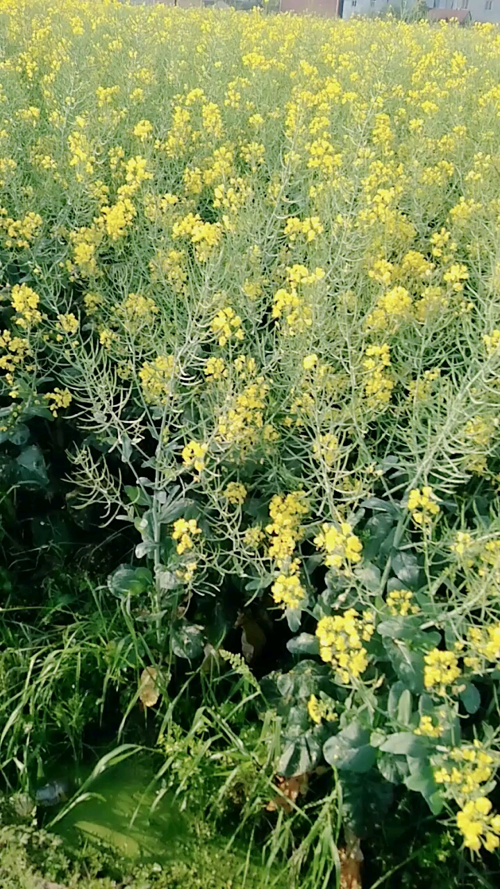油菜花已经掉落,现在成了油菜籽的天下