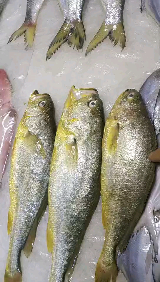 #欢喜闹元宵#海鲜套路(一)怎么鉴别深水黄鱼和浅水黄鱼