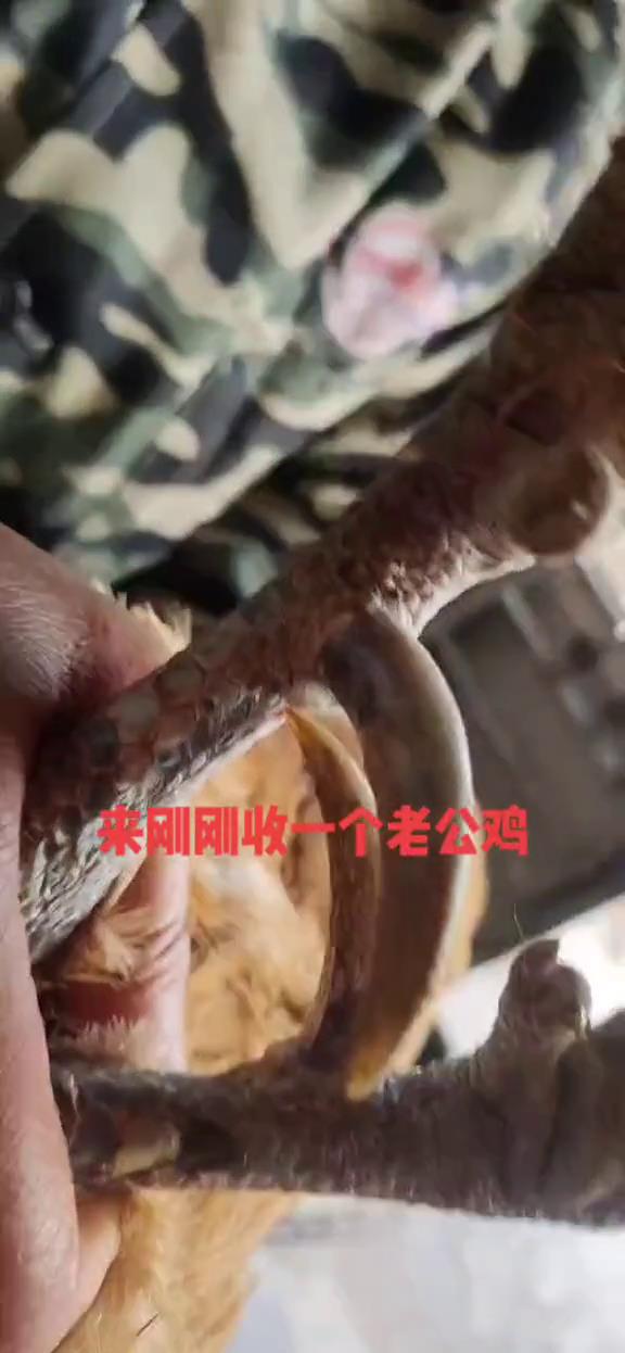 #公鸡中的战斗机 懂得朋友看老公鸡是几年?你们那里这样的多少钱一斤?#土鸡 #餐饮 #农村