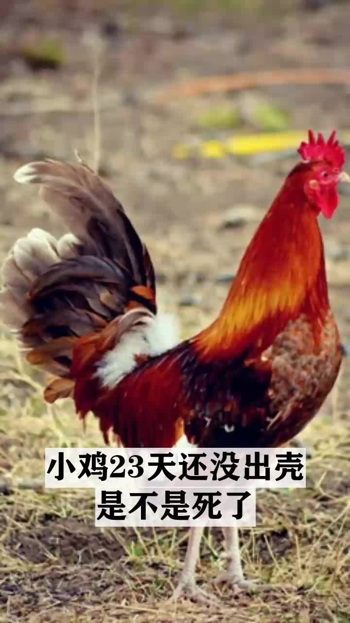小鸡23天还没出壳是不是死了