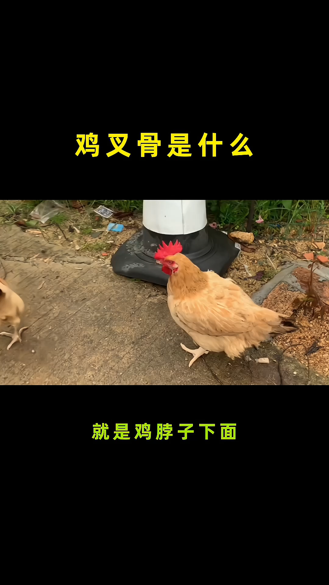 鸡叉骨是什么东西