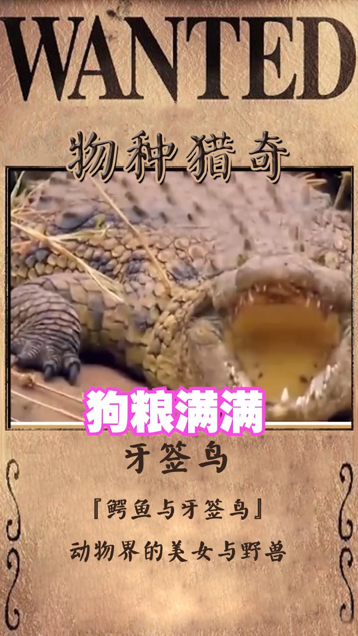 鳄鱼与牙签鸟的故事,快来看看吧