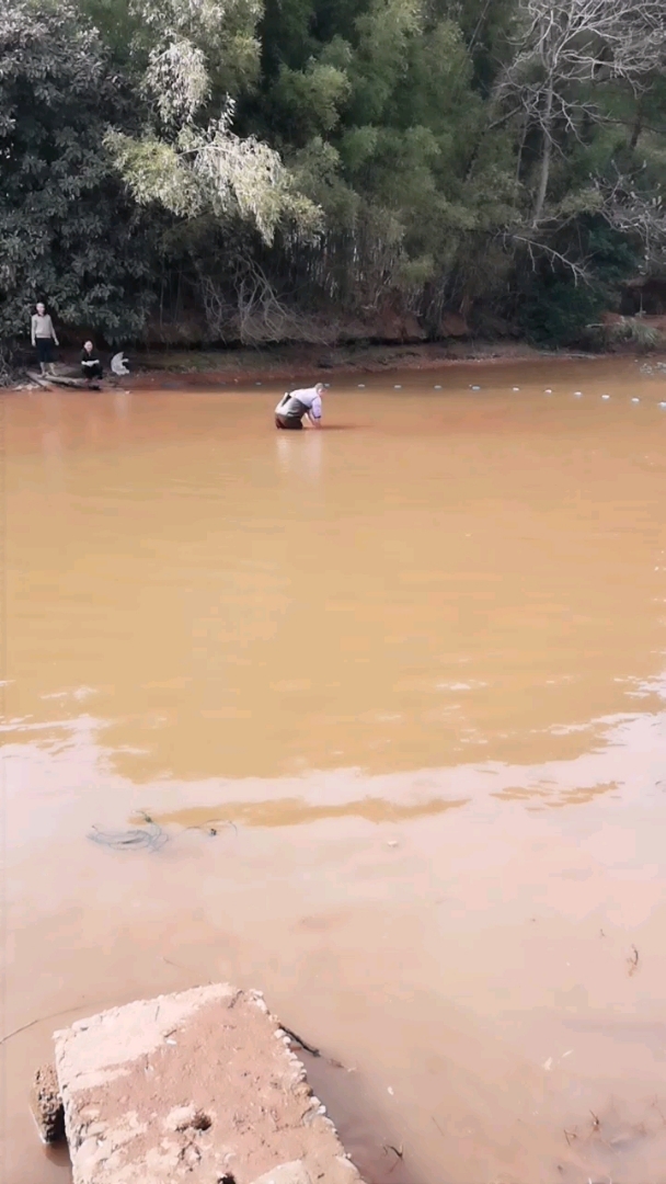大草鱼