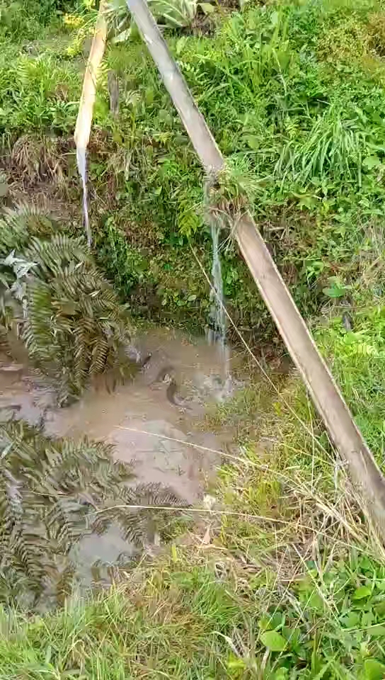  鲤鱼化卵。