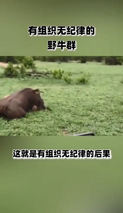 雄狮单挑牛群,这就是食草动物和食肉动物的区别