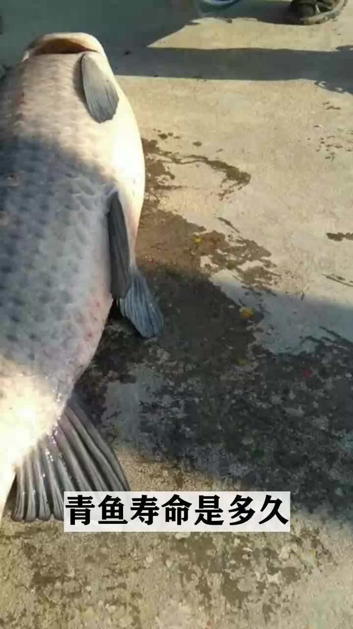 青鱼寿命是多久