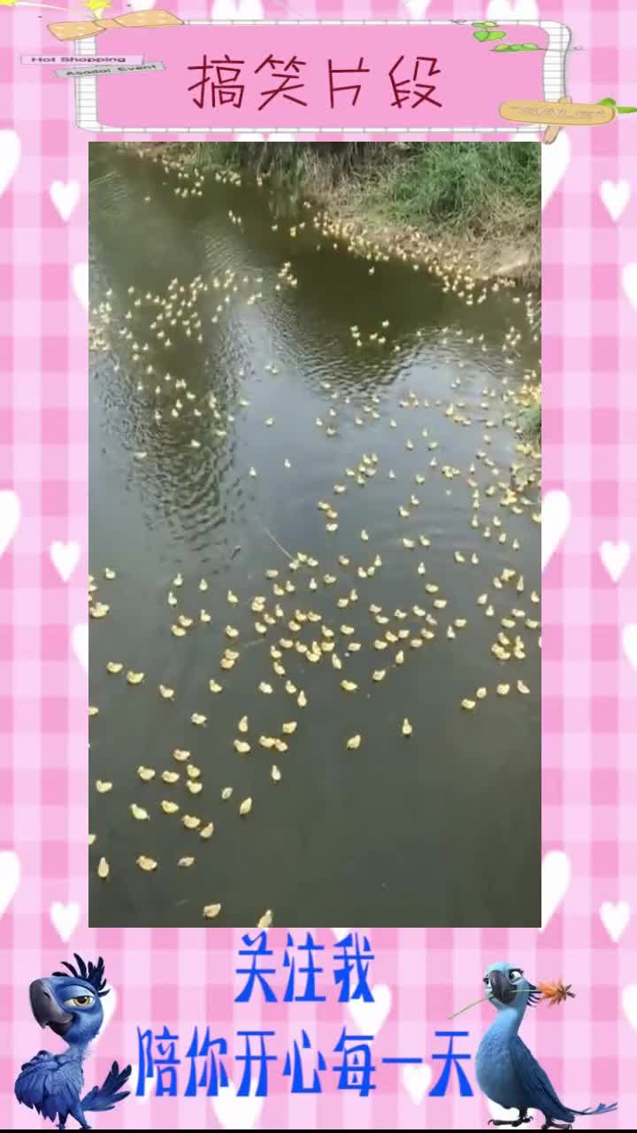 小鸭子过河,村里人赶紧捞几只,带回家去养,搞笑视频