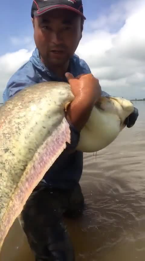 黄金大鲶鱼