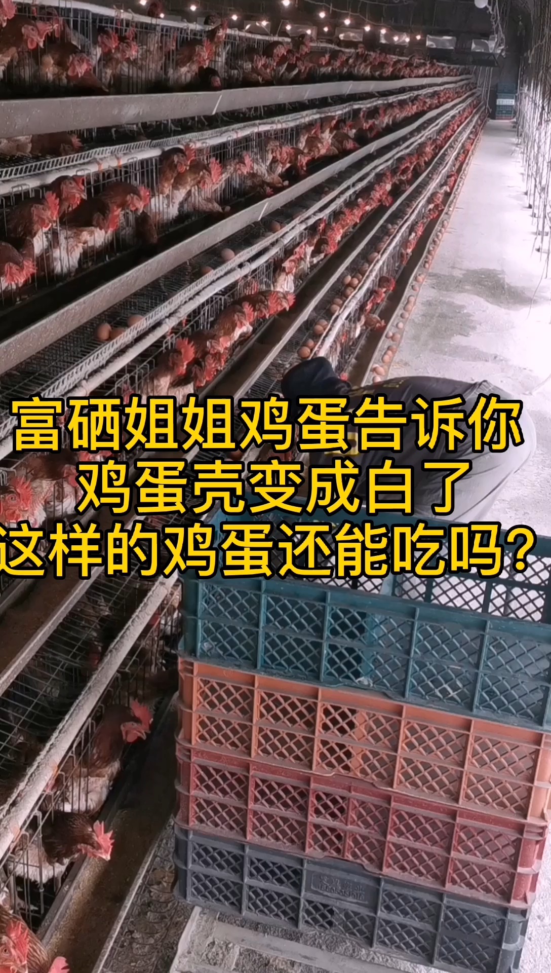 富硒姐姐鸡蛋告诉你 鸡蛋壳变白了 这样的鸡蛋能吃吗?