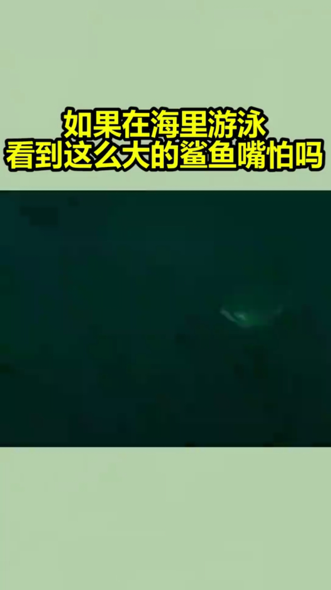 如果在海里游泳,看到这么大的鲨鱼嘴怕吗