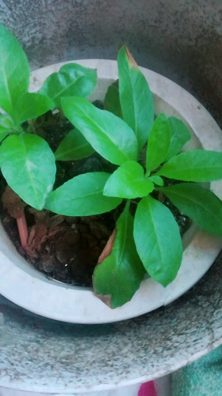 求这种植物的名字,据说有降血糖的功效