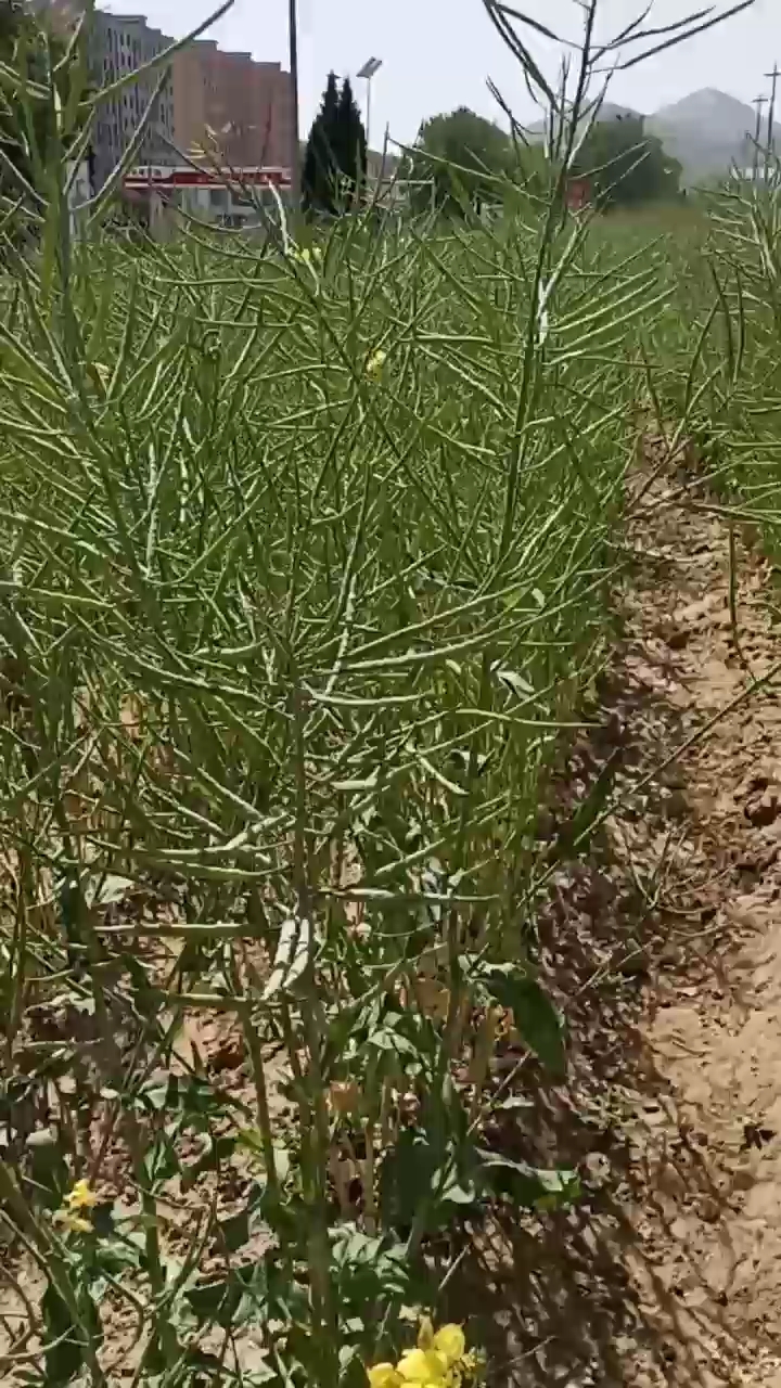 油菜花后的果实-菜种子见过吗?