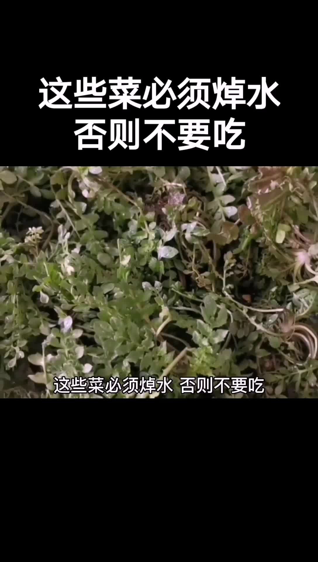 这些菜吃之前,一定要先焯水,不然不要吃!,