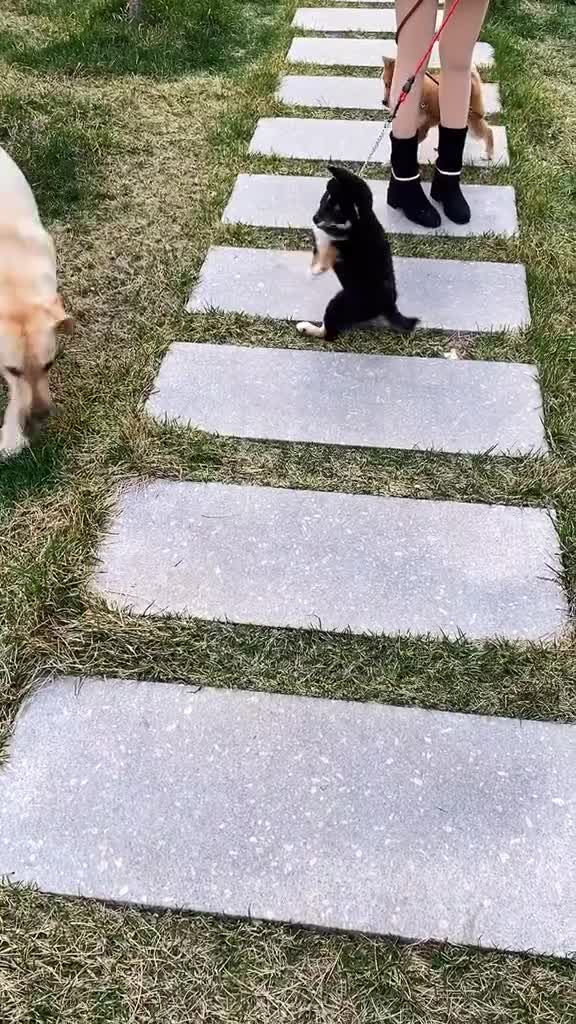 每天一个大鹅日常表情包