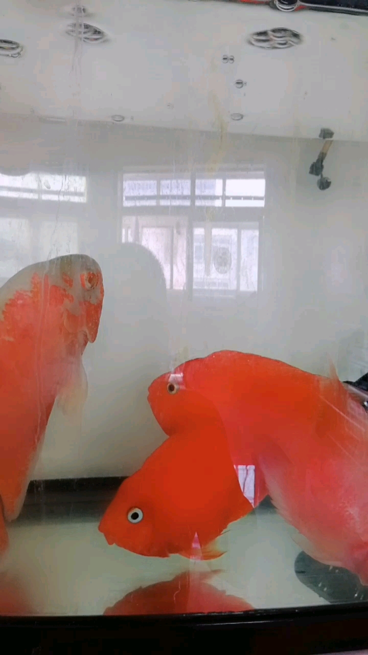 生活要无忧无虑 红红火火 一心向前