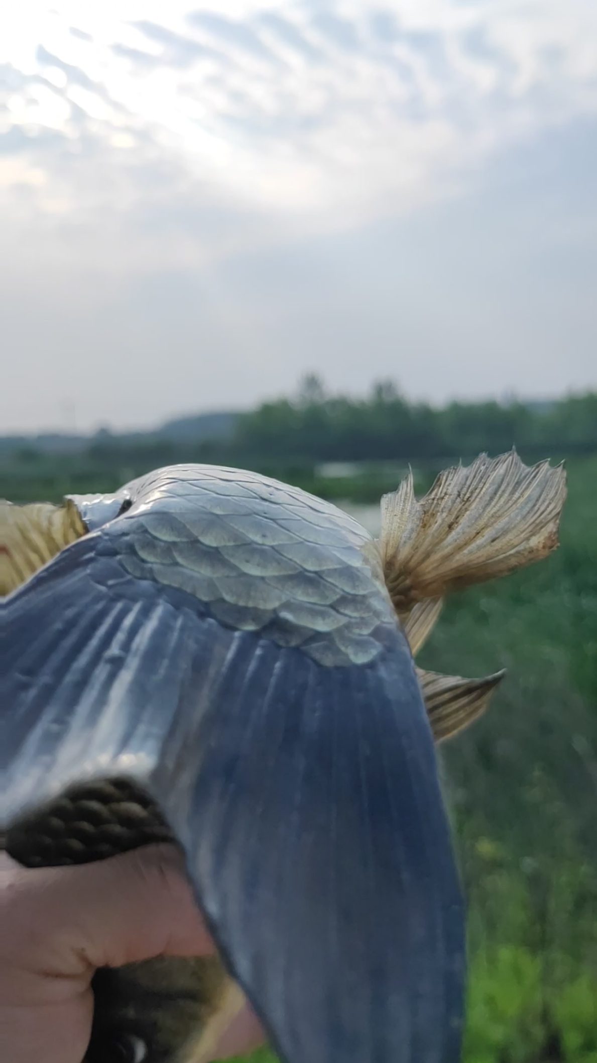 美人鱼的尾巴。