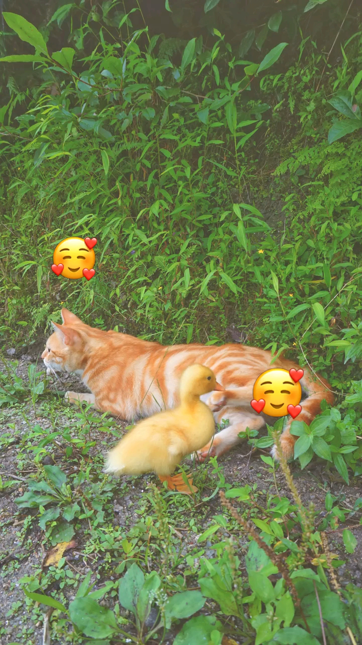 #猫#摘菜的第N天