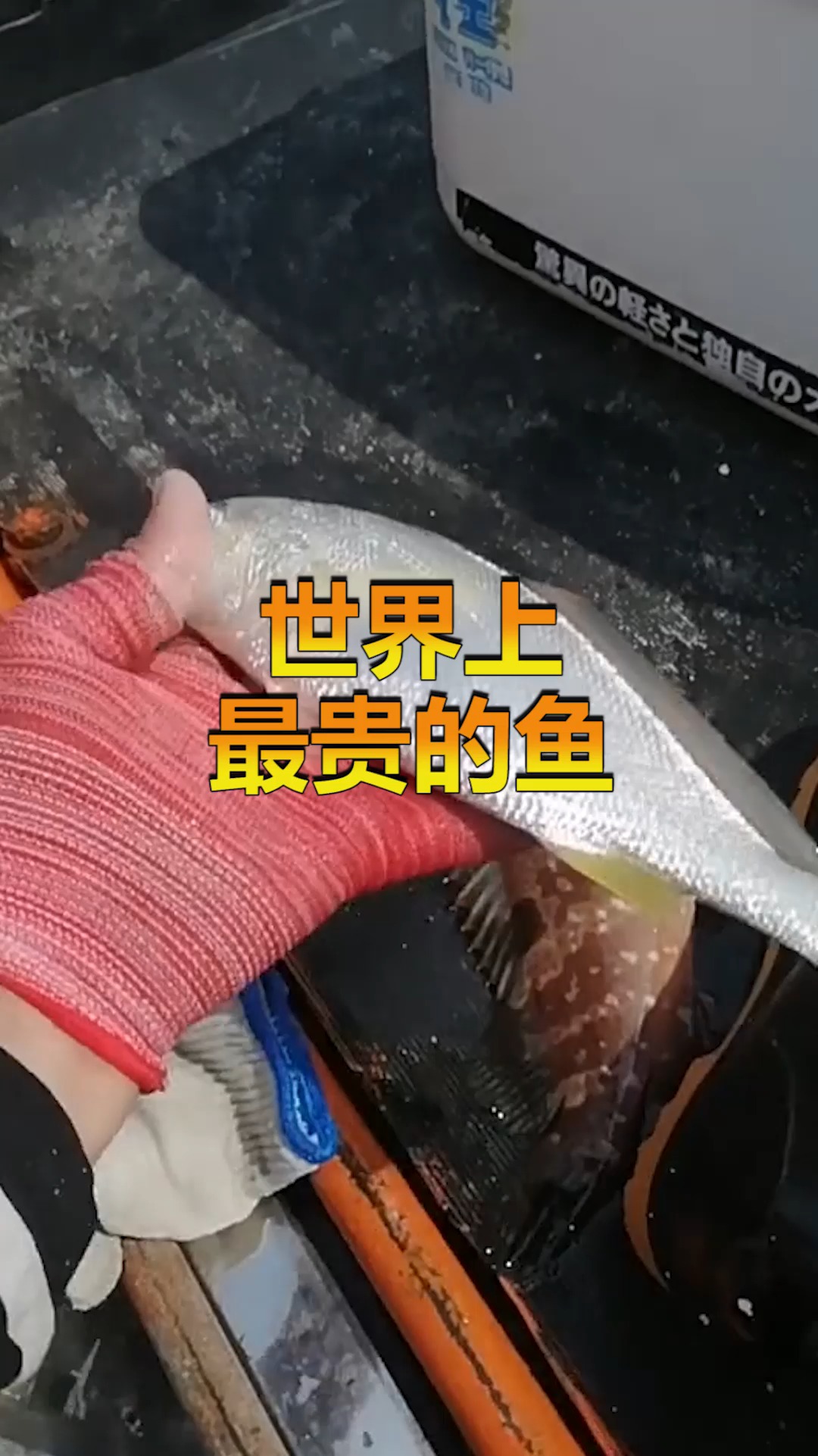 世界上最贵的鱼,大家有见过这种鱼的吗?