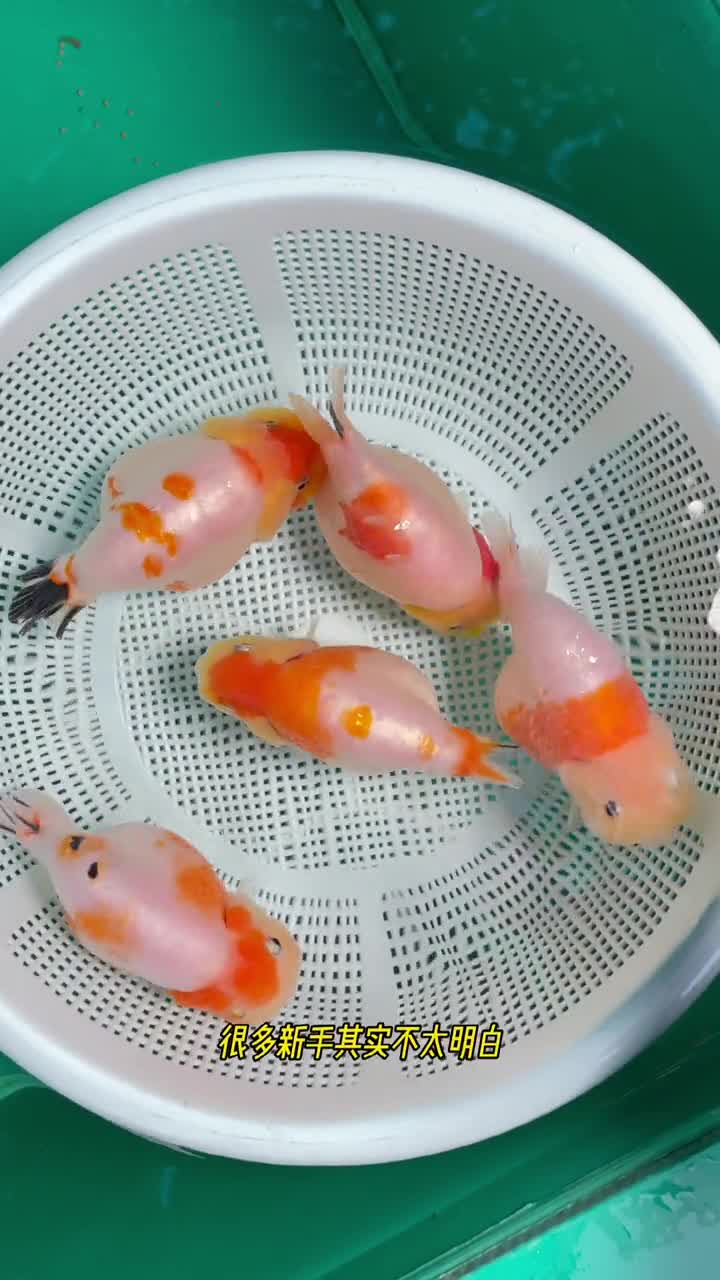关于金鱼单双臀鳍