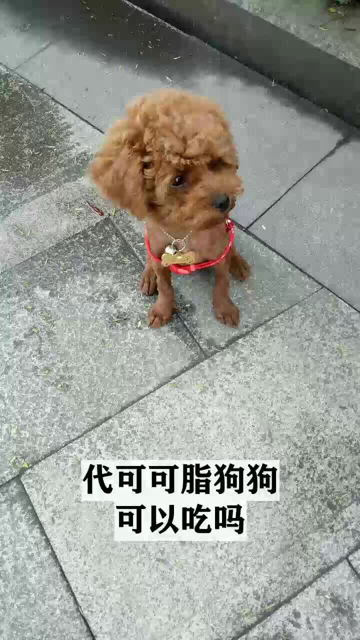 代可可脂狗狗可以吃吗