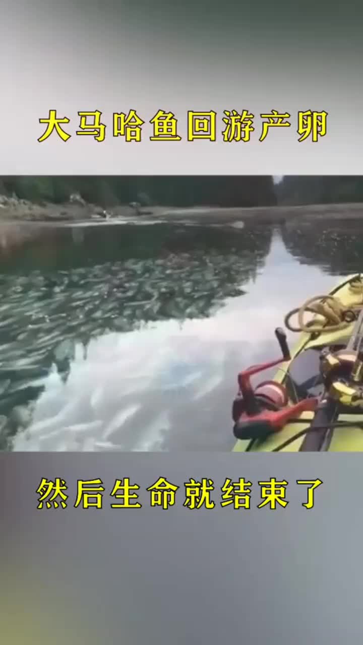 这儿怎么这么多鱼都挂了难道有人在这里洗脚了