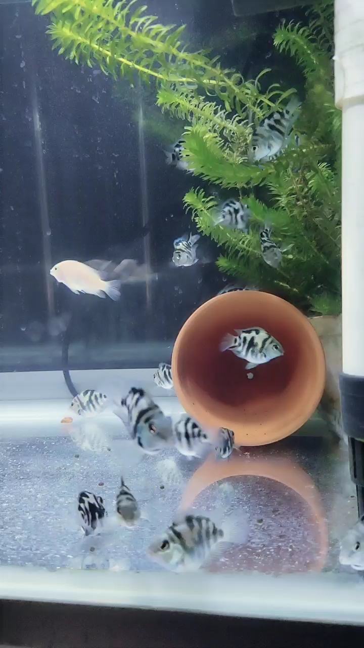 分享视频