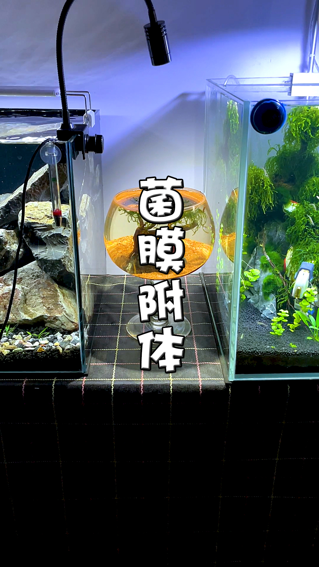 #鱼缸造景#菌膜附体不要怕 快去请黑壳大虾!(感觉黑壳虾太万能了)