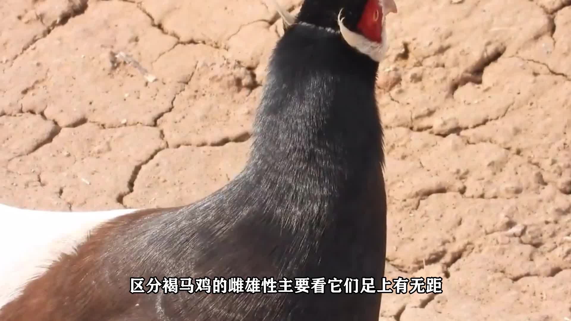 褐马鸡怎么分雌雄