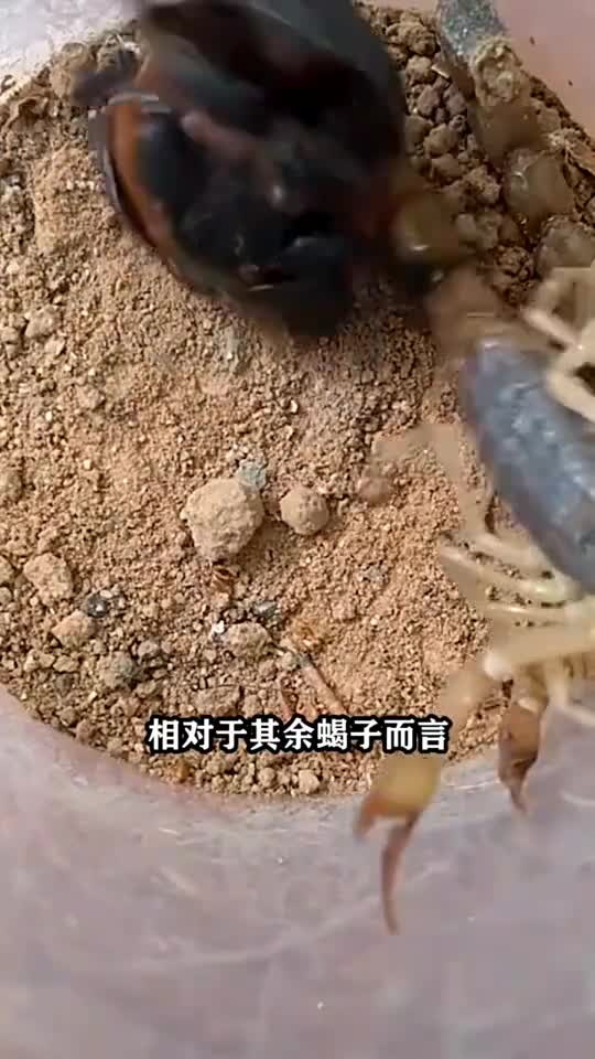 毒蝎子