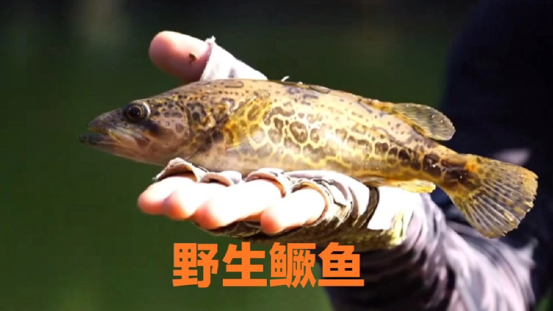 #野钓#电站水库钓鱼,钓获名贵野生鳜鱼,10多米的水里蕴藏很多鱼