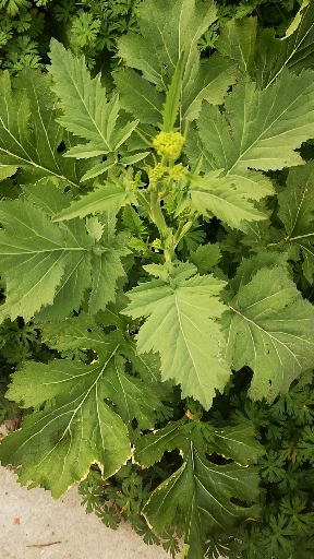 #农村野菜野草#荠菜种子及全草供药用,有化痰平喘,消肿止痛的功效