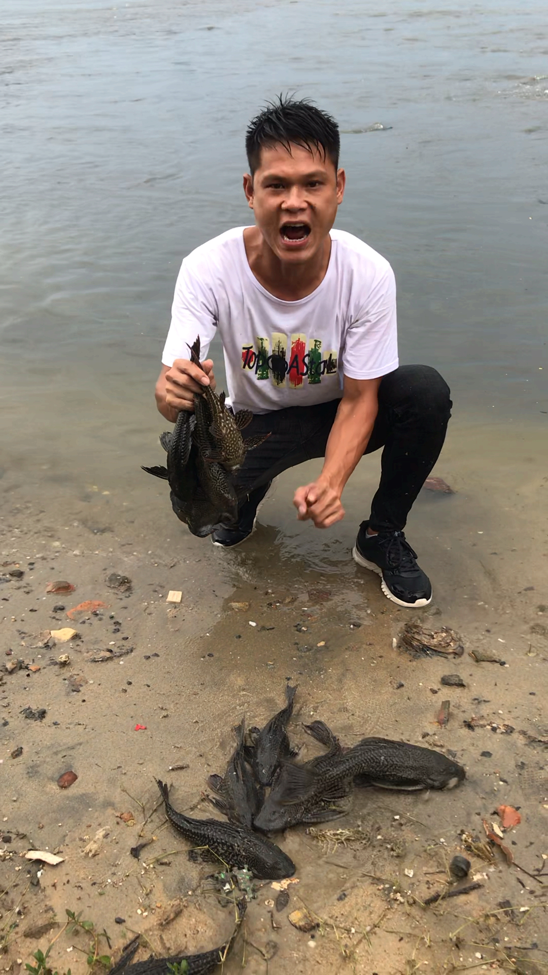 清道夫来自南美洲!专吃本地鱼卵,如果你们捉到请勿盲目放生!感谢大家支持和观看!